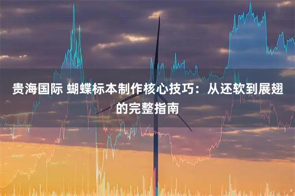 贵海国际 蝴蝶标本制作核心技巧：从还软到展翅的完整指南